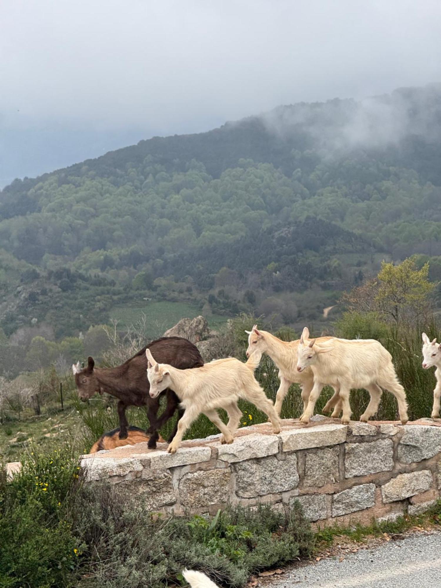 Ferme Auberge Du Col De La Vaccia Olivese Экстерьер фото